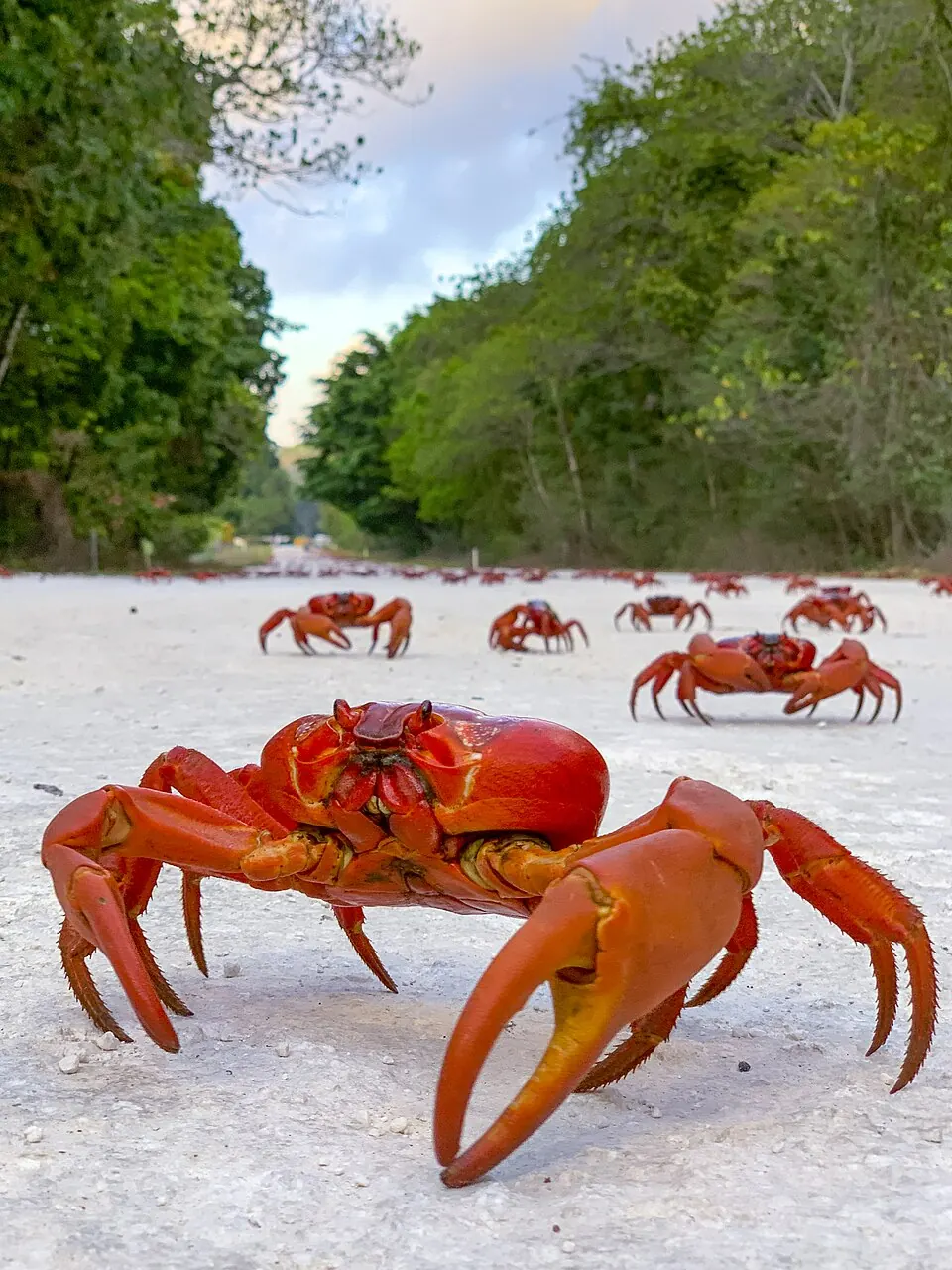 Christmas Island