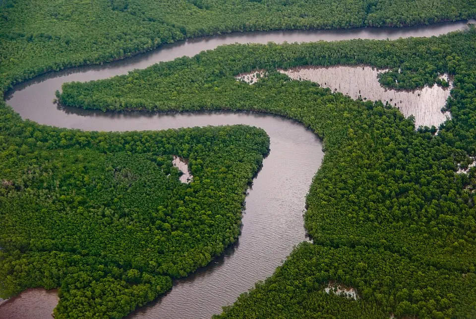 Caroni Swamp