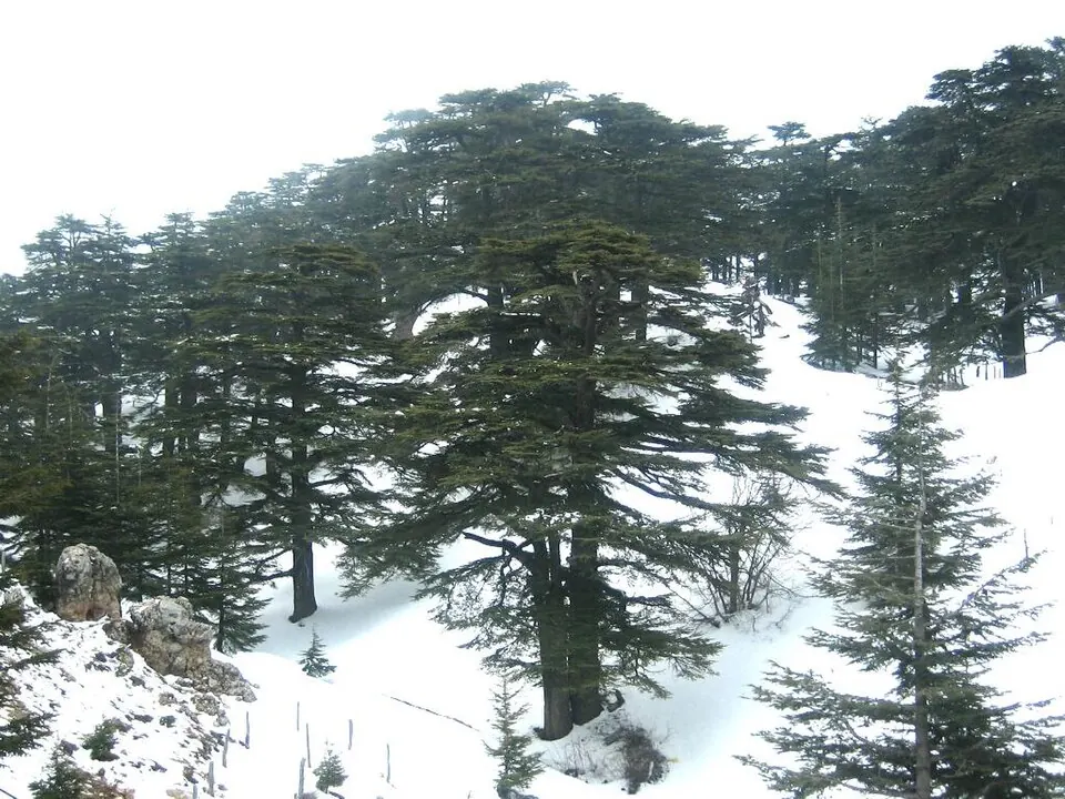 Cedars of God
