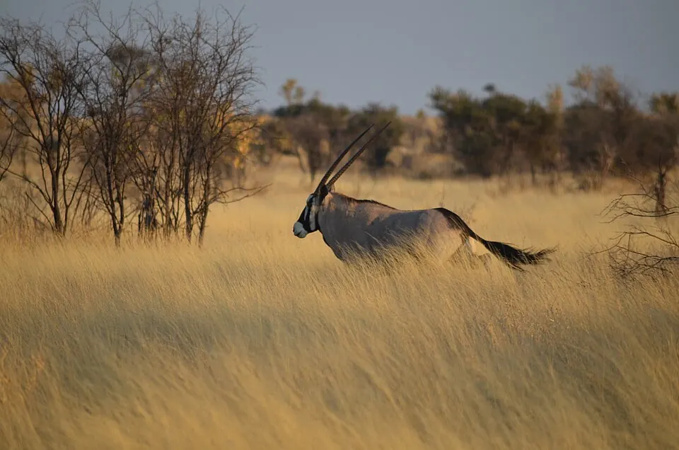 Central Kalahari Game Reserve