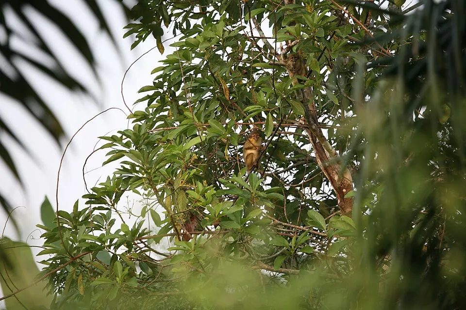 Dja Faunal Reserve