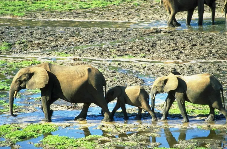 Dzanga-Sangha Special Reserve