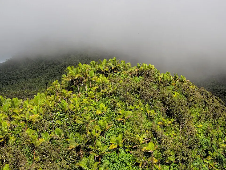El Yunque National Forest