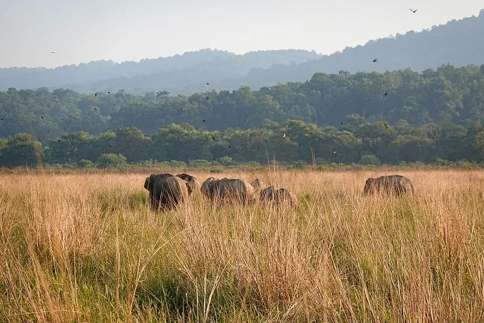 Jim Corbett National Park