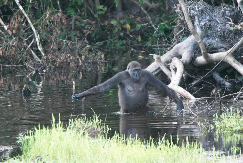 Nouabalé-Ndoki National Park