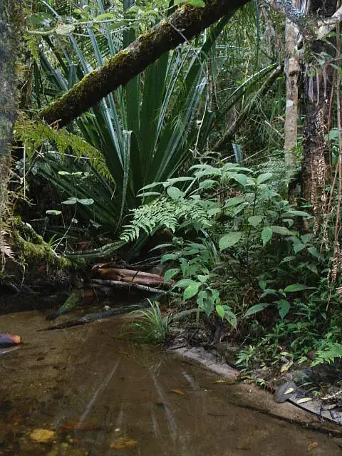 Andasibe-Mantadia National Park