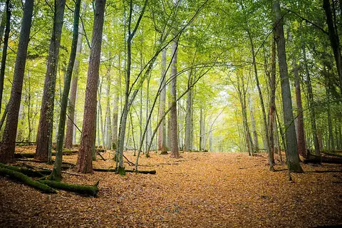 Belovezhskaya Pushcha National Park