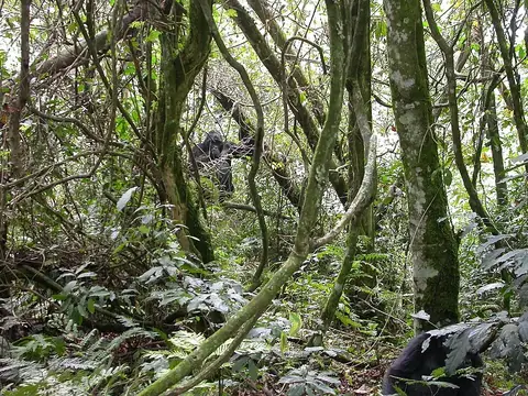 Bwindi Impenetrable National Park