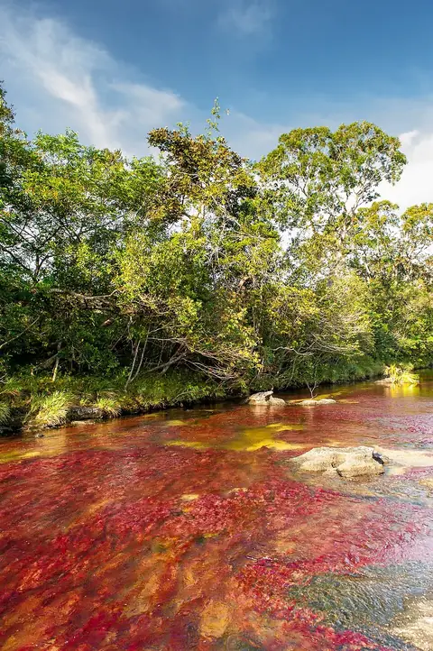 Caño Cristales