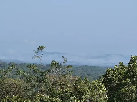 Guiana Amazonian Park