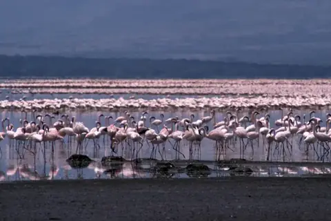 Lake Bogoria
