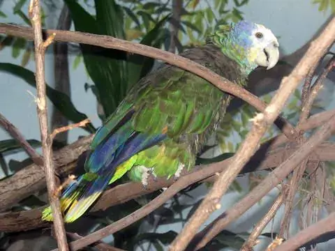 Saint Vincent and the Grenadines Botanic Gardens